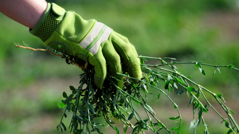 Fertilization & Weed Control Services