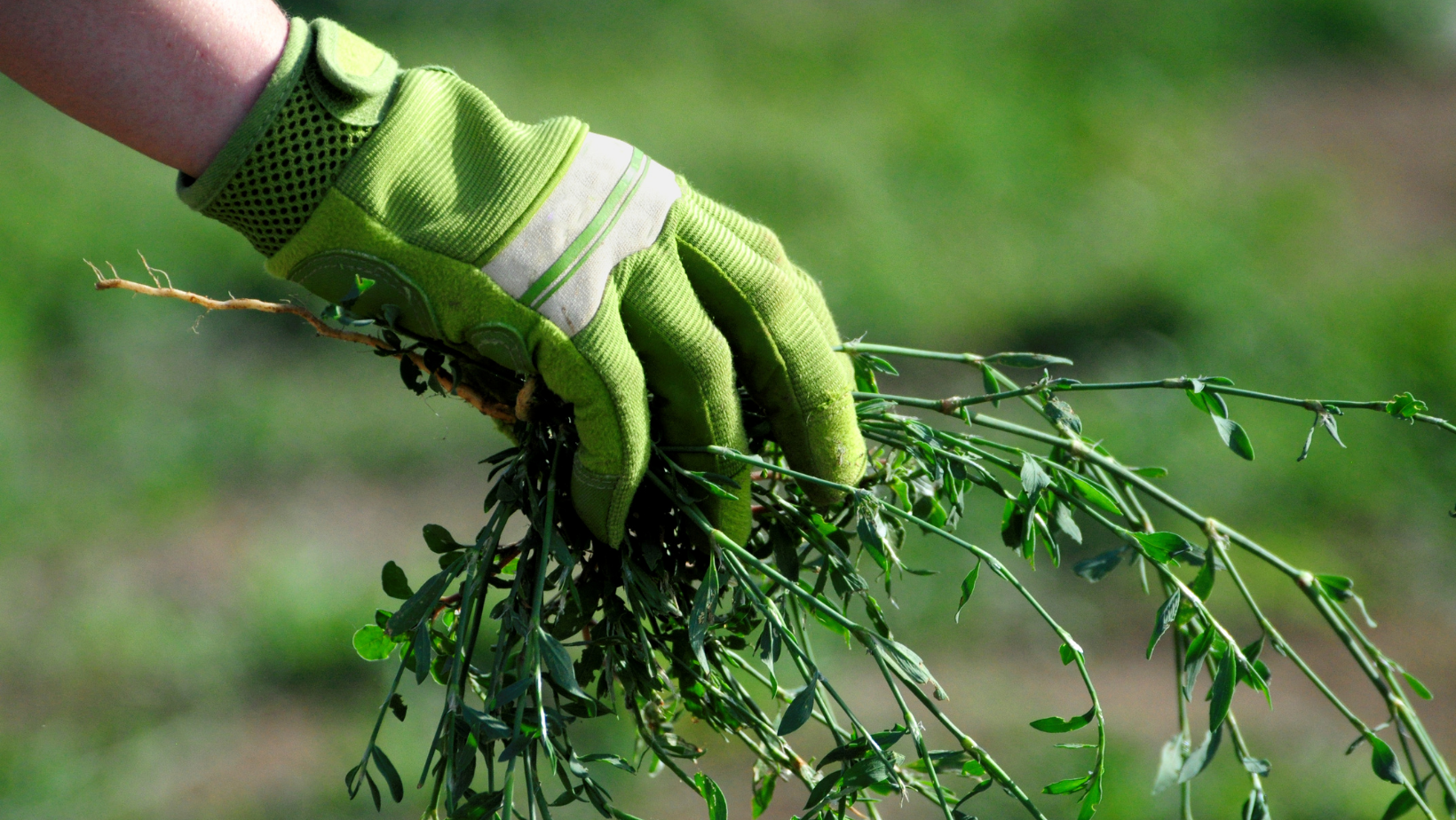Fertilization & Weed Control Services
