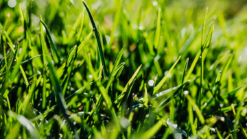 What Is the Best Time of Day to Mow Your Lawn?