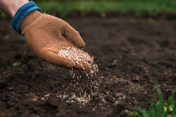 Lawn Treatments & Fertilization